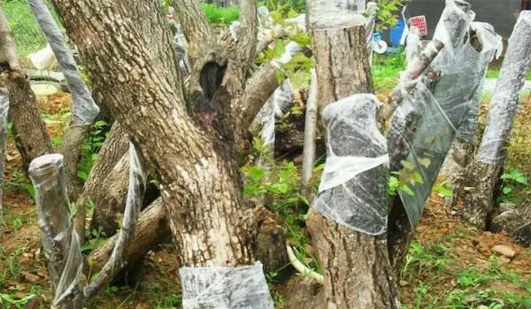 枣树嫁接_枣树嫁接在什么树上最好