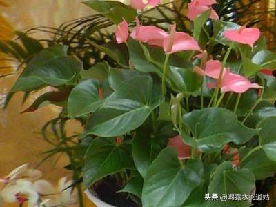粉掌_粉掌图片