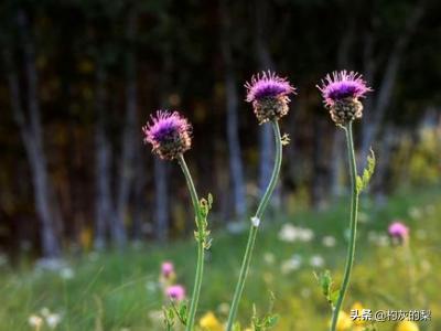 各种花的开放时间_各种花的开放时间图片