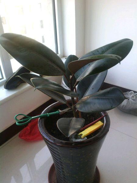 印度橡皮树_印度橡皮树有毒吗