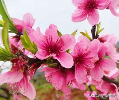 钟花_钟花龙胆