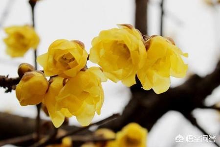 冬天开的花有哪些_小区冬天开的花有哪些