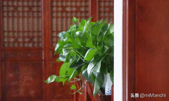 绿萝的养殖方法_绿萝的养殖方法 盆栽
