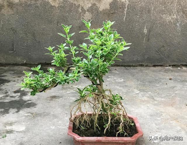 六月雪怎么养_六月雪怎么养护和管理方法