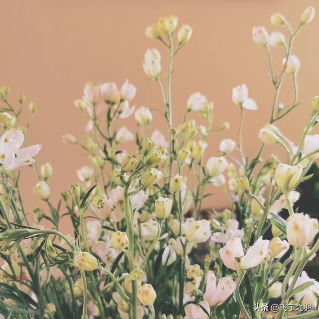 花艺师_花艺师是做什么