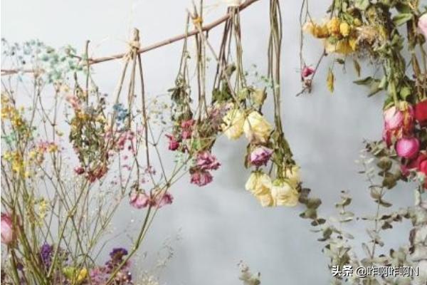 干花制作_干花制作工艺流程