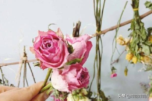 干花制作_干花制作工艺流程