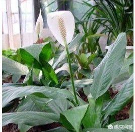 花卉图片及名称_真花图片大全