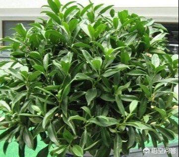 花卉图片及名称_真花图片大全