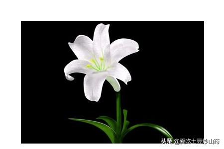 母亲节送花_母亲节送花图片