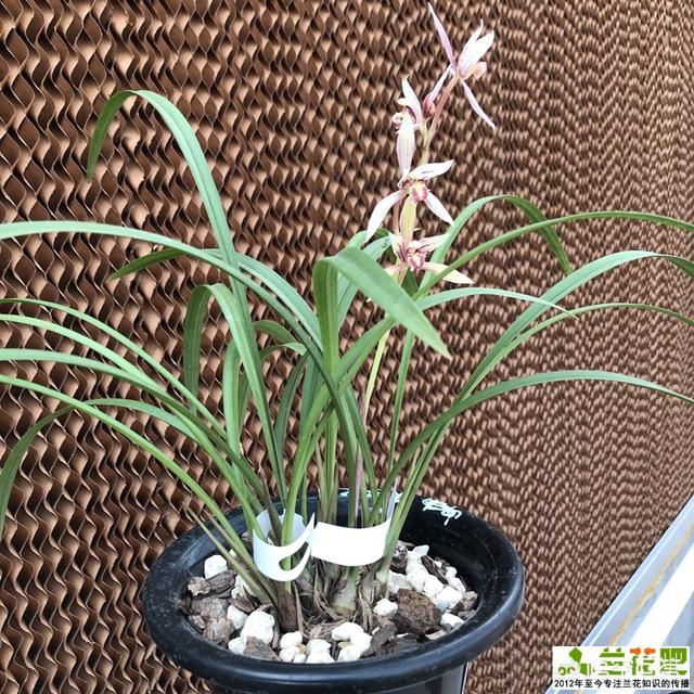 兰花种植_兰花种植土壤要求