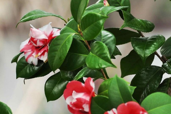山茶花的养殖方法_秋天山茶花的养殖方法