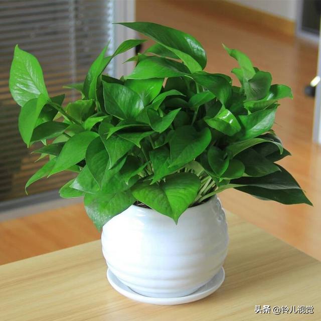 绿萝花的作用_绿萝花的作用与功能主治