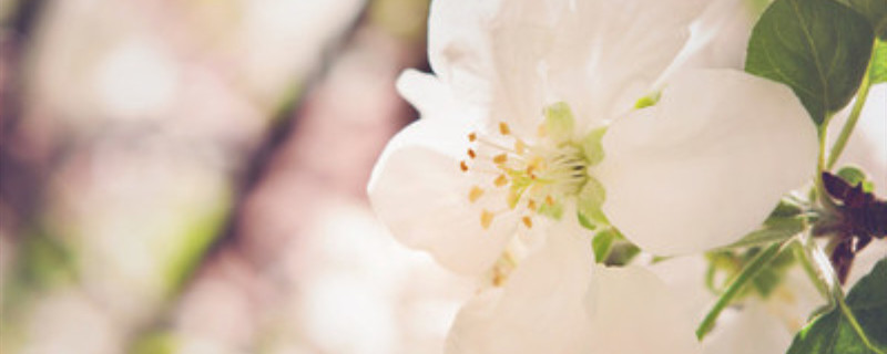 河北鲜花_河北省鲜花