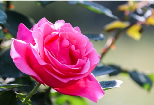 19朵玫瑰_19朵玫瑰花要多少钱