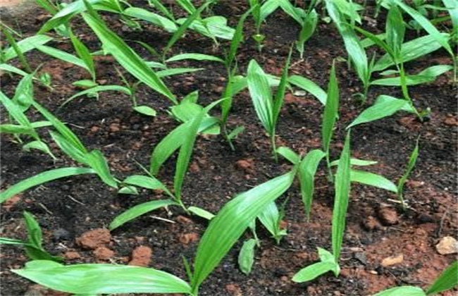 白芨种子种植_白芨种子种植技术视频