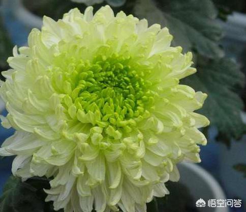 绿色牡丹_绿色牡丹叫什么名字