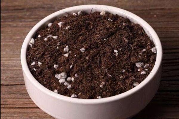 蒲公英种植_蒲公英种植技术与栽培管理