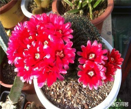仙人球花_仙人球花怎么吃