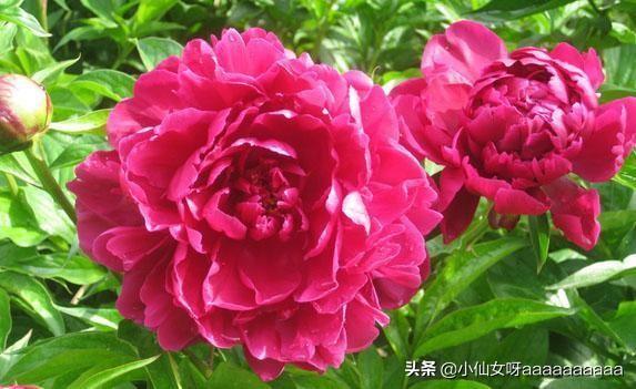 芍药花期_芍药花期在几月