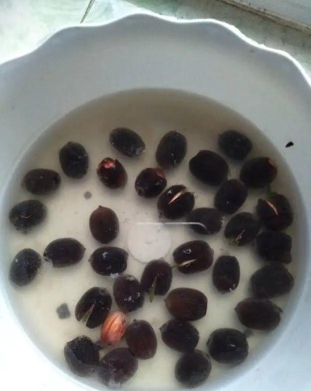 碗莲的种植方法_碗莲的种植方法全过程