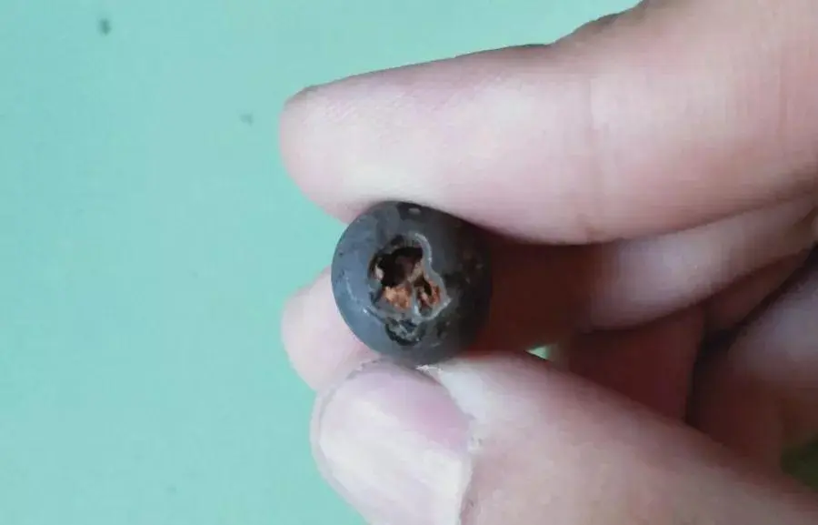 碗莲的种植方法_碗莲的种植方法全过程