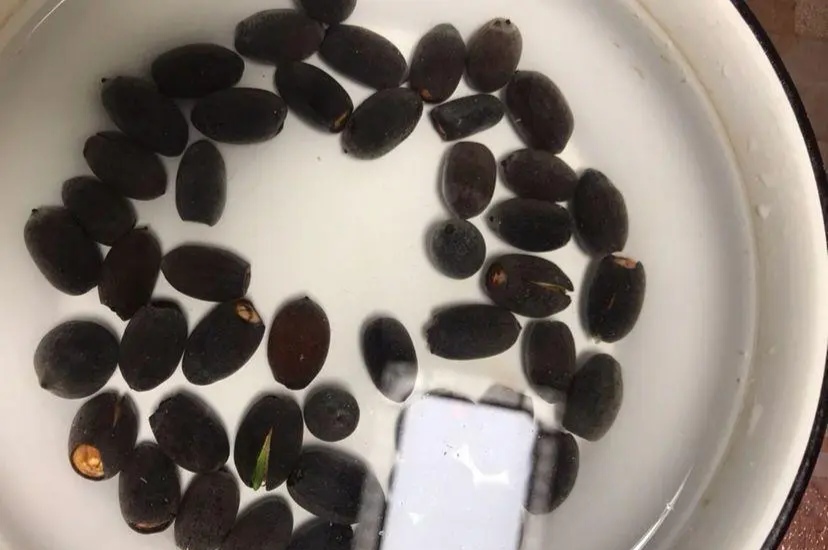 碗莲的种植方法_碗莲的种植方法全过程