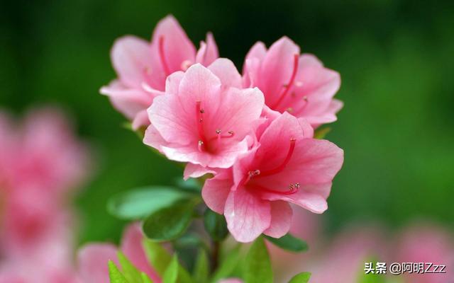 春天有哪些花_春天有哪些花开放颜色和名字