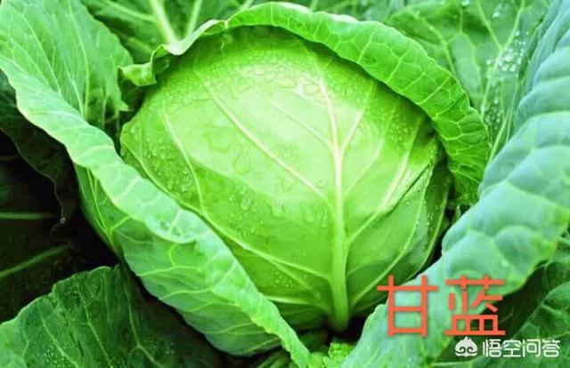 十字花科蔬菜_十字花科蔬菜用什么肥料好
