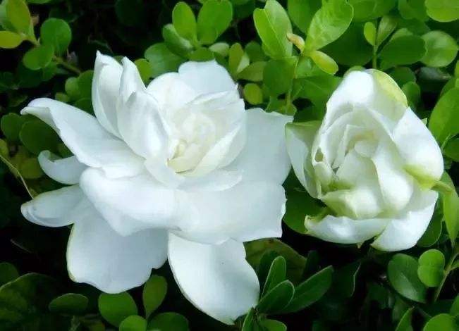 栀子花的养殖方法和注意事项