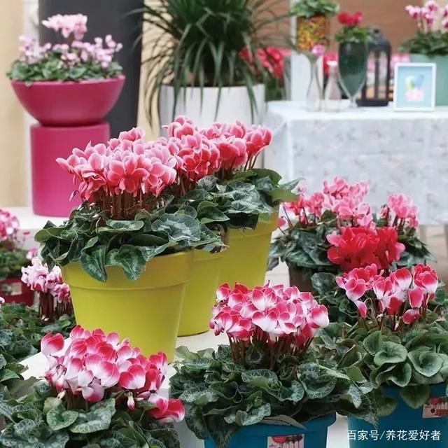 12月花_12月花名歌