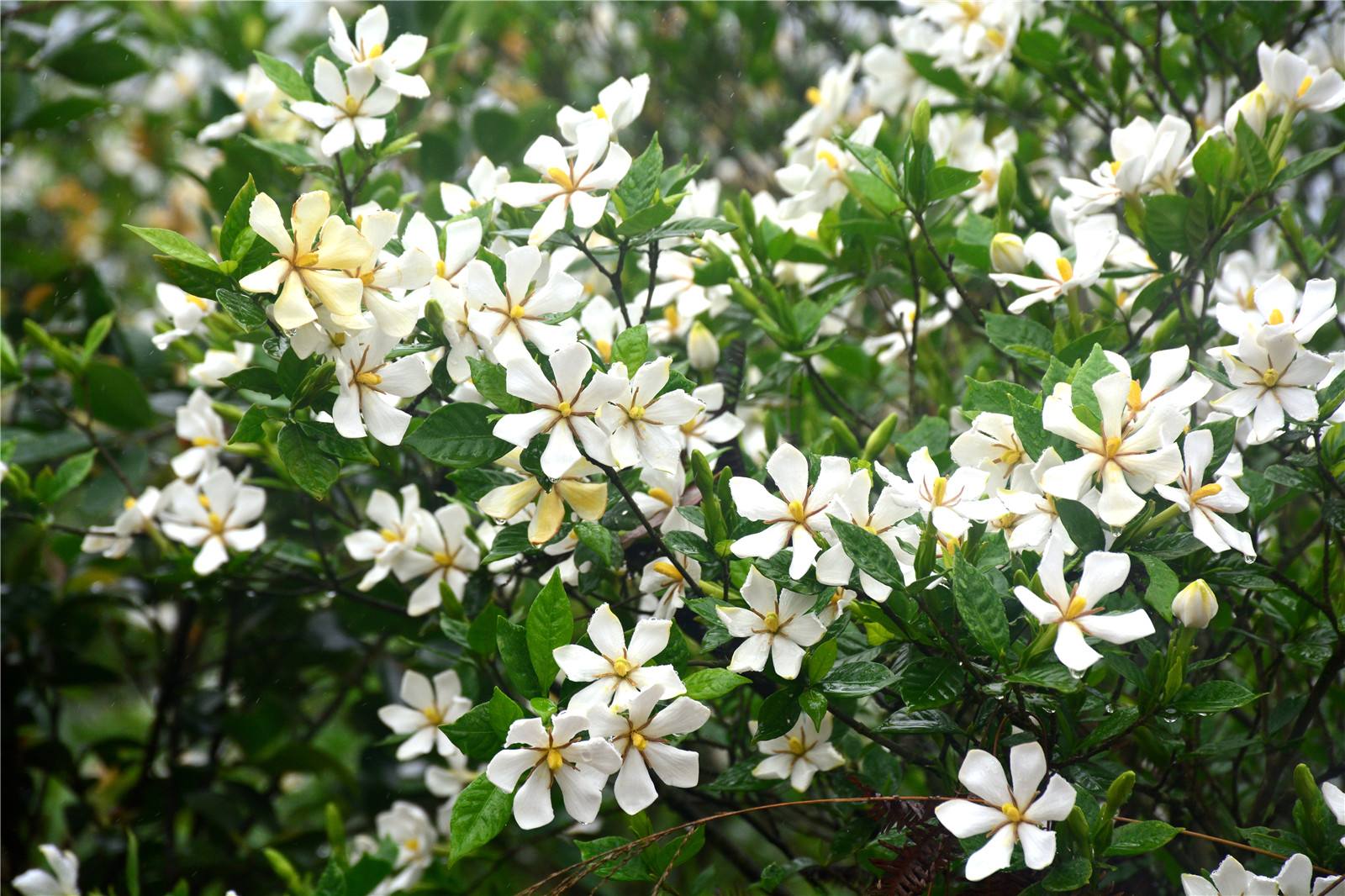 栀子花怎么养_栀子花怎么养能养好