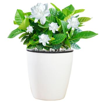 栀子花怎么养_栀子花怎么养能养好