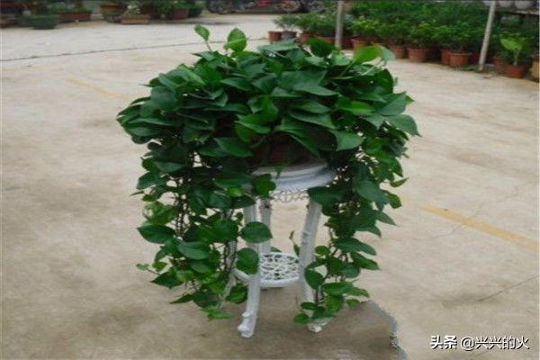 绿萝吊兰_绿萝吊兰放卧室好不好