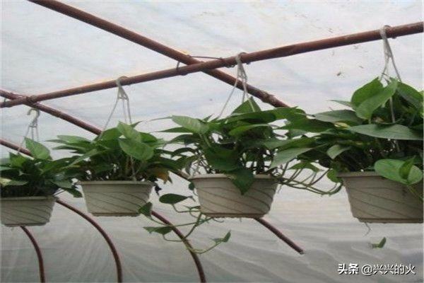 绿萝吊兰_绿萝吊兰放卧室好不好