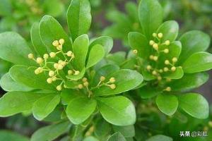 米兰花的养殖_米兰花 养殖