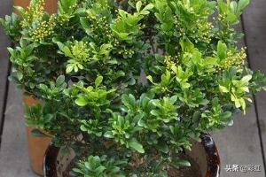 米兰花的养殖_米兰花 养殖
