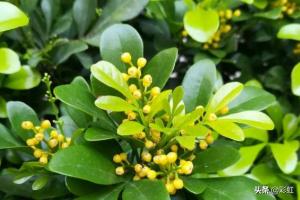 米兰花的养殖_米兰花 养殖