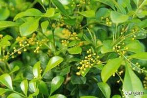 米兰花的养殖_米兰花 养殖