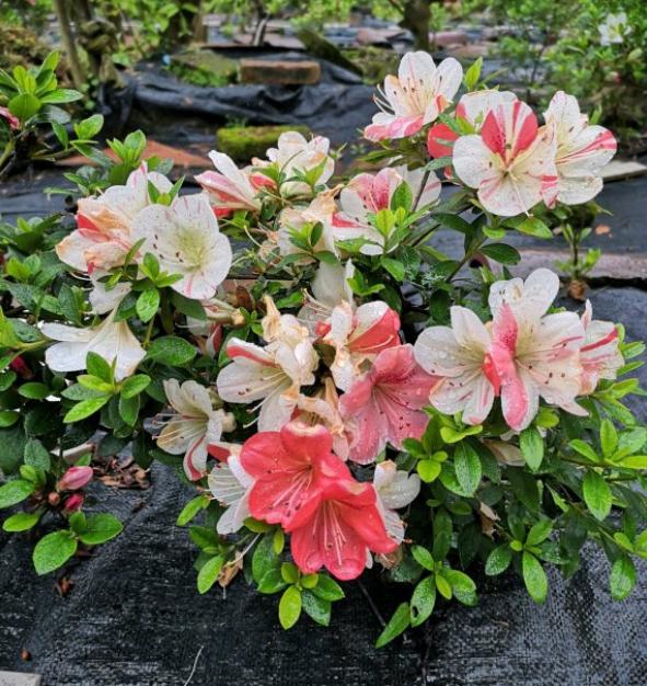 杜鹃花夏天怎么养_杜鹃花夏天的养殖方法和注意事项