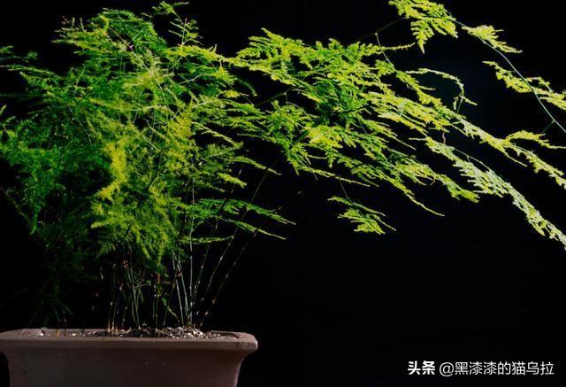 文竹开花寓意什么兆头_文竹开花寓意什么兆头文竹花盆里长出一根无叶的一条