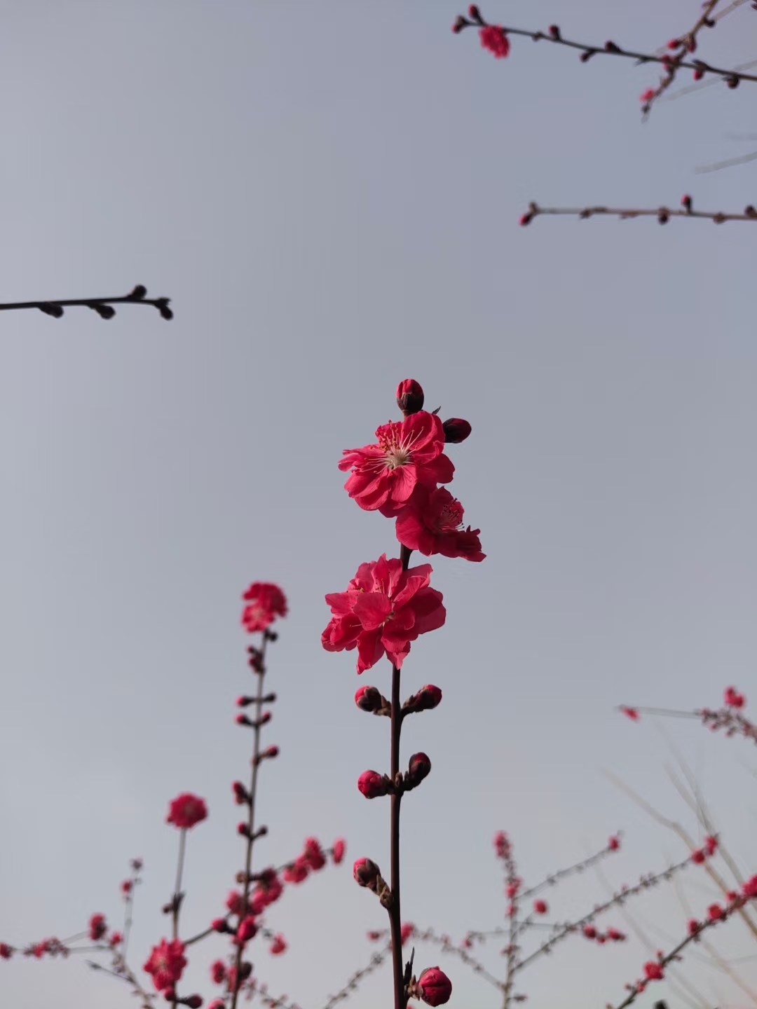 春天里的花_开在春天里的花