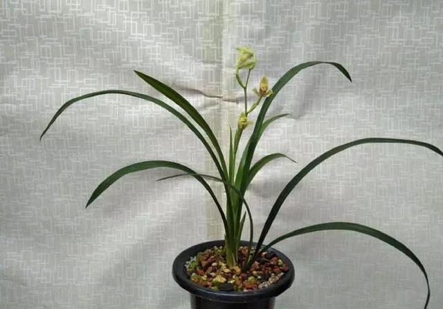 兰花花盆_兰花花盆怎么选