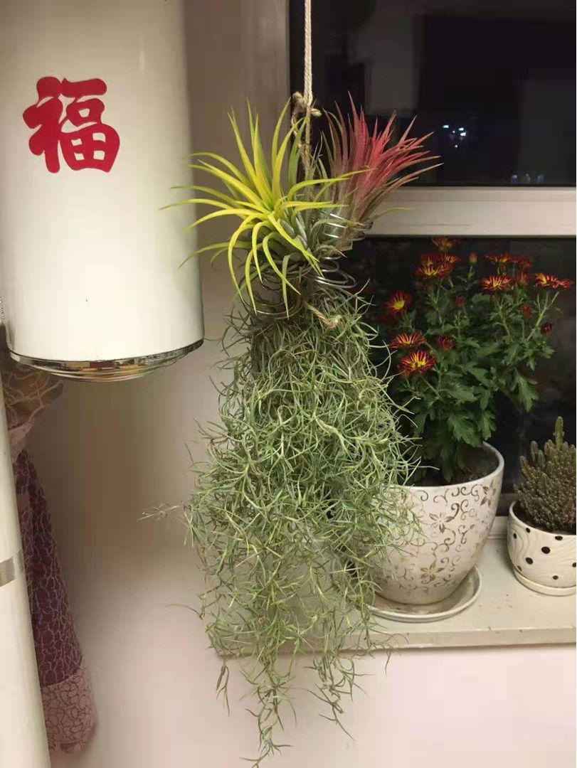 空气凤梨_空气凤梨有毒吗
