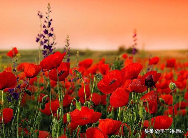 鲜花怎么能保存的时间长一点
