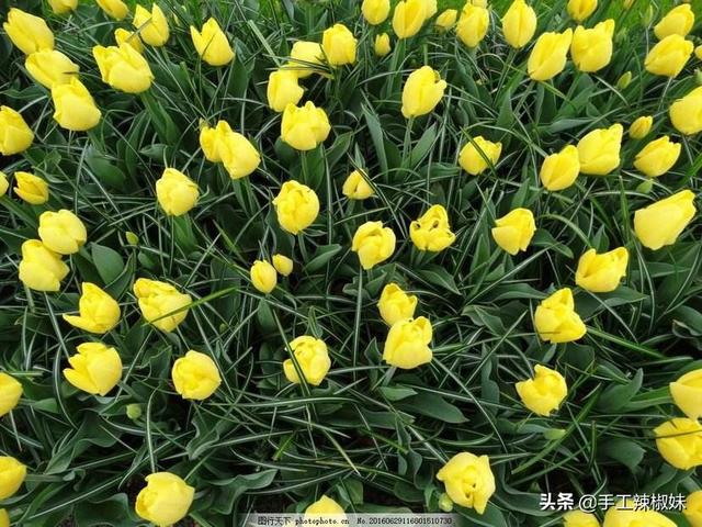 鲜花怎么能保存的时间长一点