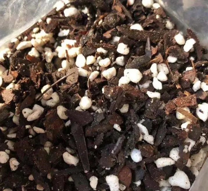 兰草怎么养_兰草怎么养护和管理