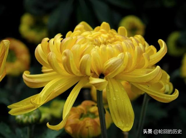 菊花的特点_菊花的特点和品质