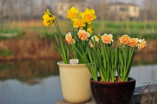 花卉养殖方法_花卉养殖方法及图片