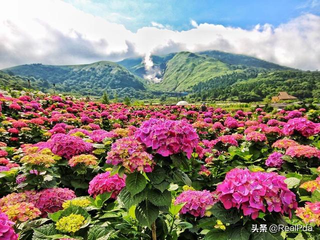 什么花在什么时候开